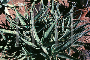 Picture of Aloe zebrina 