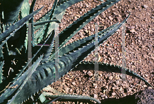 Picture of Aloe zebrina 