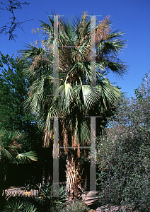 Picture of Brahea aculeata 'Elegans'