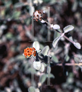 Picture of Buddleia marrubifolia 