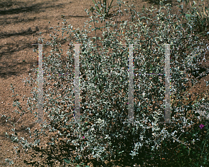 Picture of Buddleia marrubifolia 