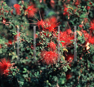 Picture of Calliandra americana 