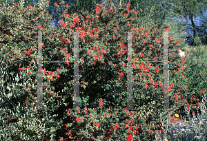 Picture of Calliandra americana 