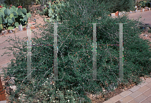 Picture of Calliandra eriophylla 