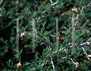 Picture of Calliandra eriophylla 