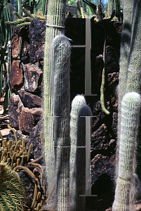 Picture of Cephalocereus senilis 