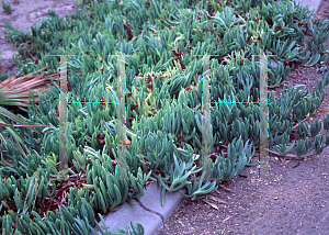 Picture of Carpobrotus chilensis 