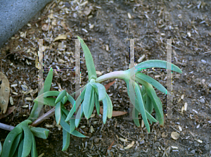 Picture of Carpobrotus chilensis 