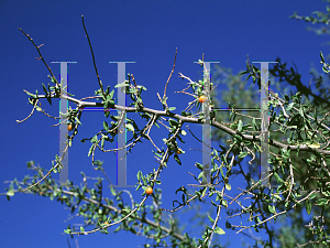 Picture of Celtis pallida 