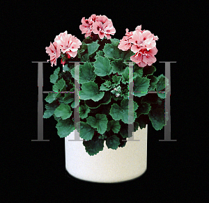 Picture of Pelargonium x domesticum 'Ballerina'