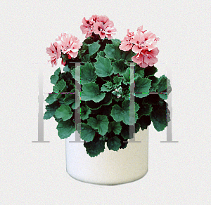 Picture of Pelargonium x domesticum 'Ballerina'