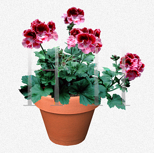 Picture of Pelargonium x domesticum 'Delilah'