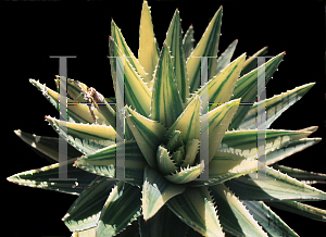Picture of Aloe brevifolia 'Variegata'