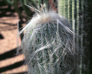 Picture of Cephalocereus senilis 