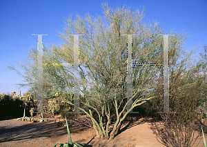 Picture of Parkinsonia florida 