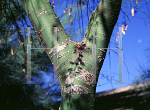 Picture of Parkinsonia florida 