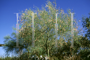 Picture of Parkinsonia florida 