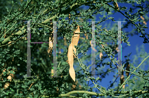 Picture of Parkinsonia florida 