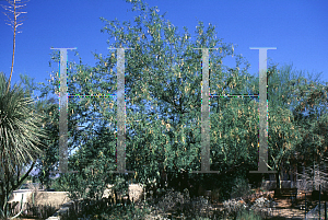 Picture of Parkinsonia florida 