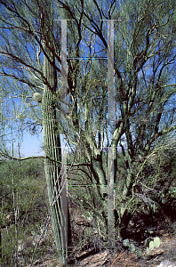 Picture of Parkinsonia microphylla 