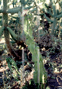 Picture of Cereus uruguayanus 'Monstrosus'