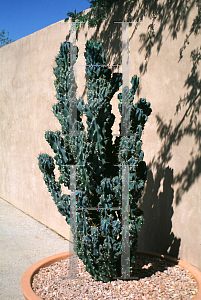 Picture of Cereus uruguayanus 'Monstrosus'