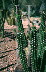 Picture of Cleistocactus fieldianus 