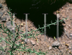 Picture of Parkinsonia microphylla 