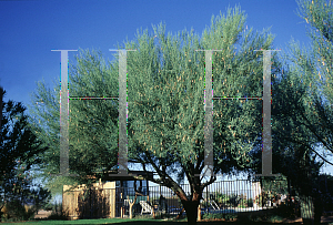 Picture of Parkinsonia microphylla 