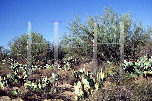 Picture of Parkinsonia microphylla 