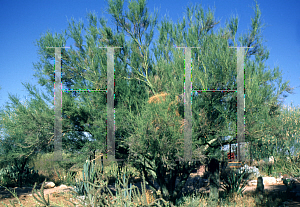 Picture of Parkinsonia microphylla 