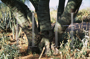 Picture of Parkinsonia microphylla 