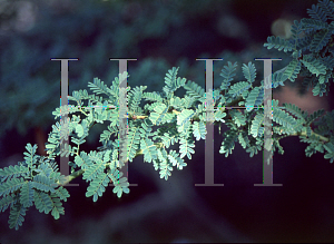 Picture of Parkinsonia praecox 