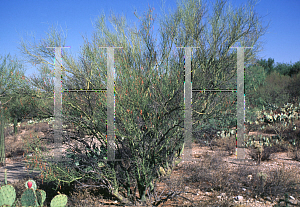 Picture of Parkinsonia texana 