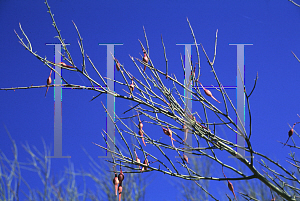 Picture of Parkinsonia texana 