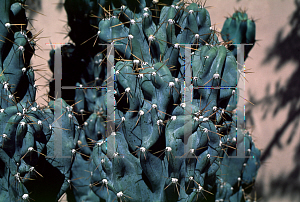 Picture of Cereus uruguayanus 'Monstrosus'