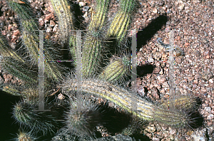 Picture of Cleistocactus baumannii 