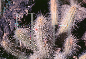Picture of Cleistocactus baumannii 