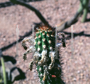 Picture of Cleistocactus fieldianus 