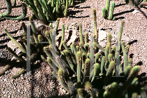 Picture of Cleistocactus samaipatanus 