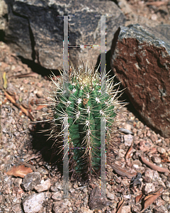 Picture of Coleocephalocereus goebelianus 