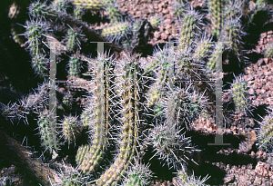 Picture of Cleistocactus sextonianus 