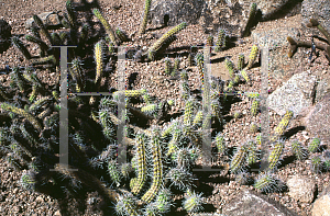 Picture of Cleistocactus sextonianus 