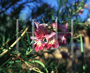 Picture of Chilopsis linearis 