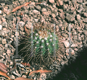 Picture of Cephalocereus purpureus 