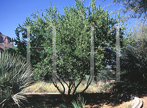 Picture of Combretum erythrophyllum 