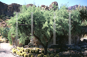 Picture of Condalia globosa 