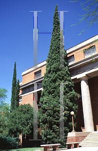 Picture of Cupressus sempervirens 