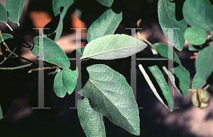 Picture of Cordia boissieri 