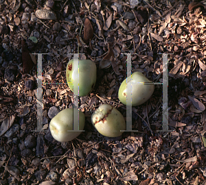 Picture of Cordia boissieri 